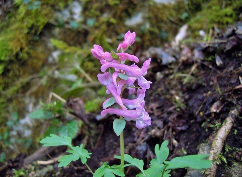 Corydalis cava